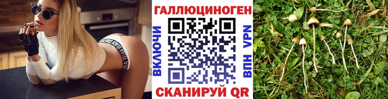 МЕГА как войти  Тогучин  Псилоцибиновые грибы мицелий 